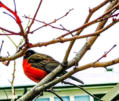 American Robin copy