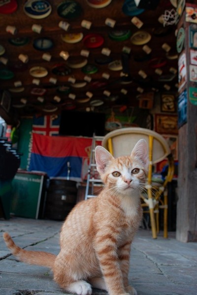 cat