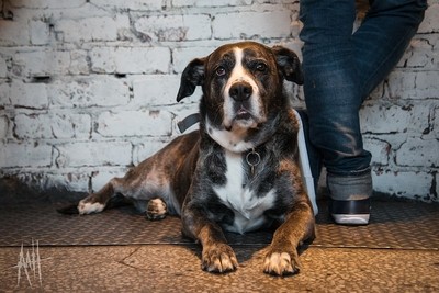 BrewDog