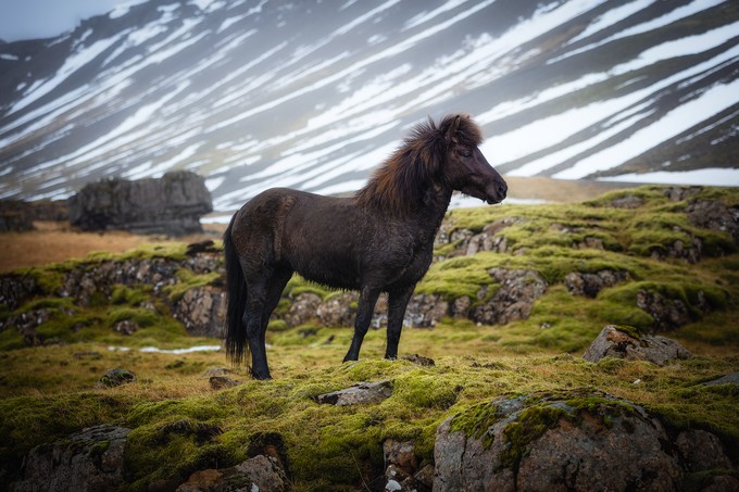 wildlife-photography