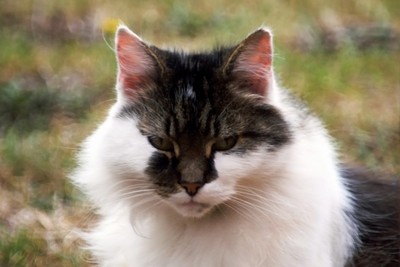 greywhite cat.JPG