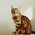 Dogs And Cats Photo Contest