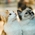 Meow Moments Photo Contest