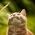 Friendly Pets Photo Contest