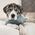 Adorable Pets Photo Contest